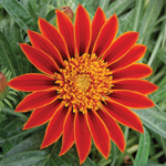 Gazania SunBathers Katua